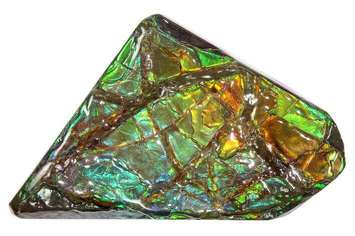 Flashy Ammolite (Fossil Ammonite Shell) - Rainbow Colored! #275131